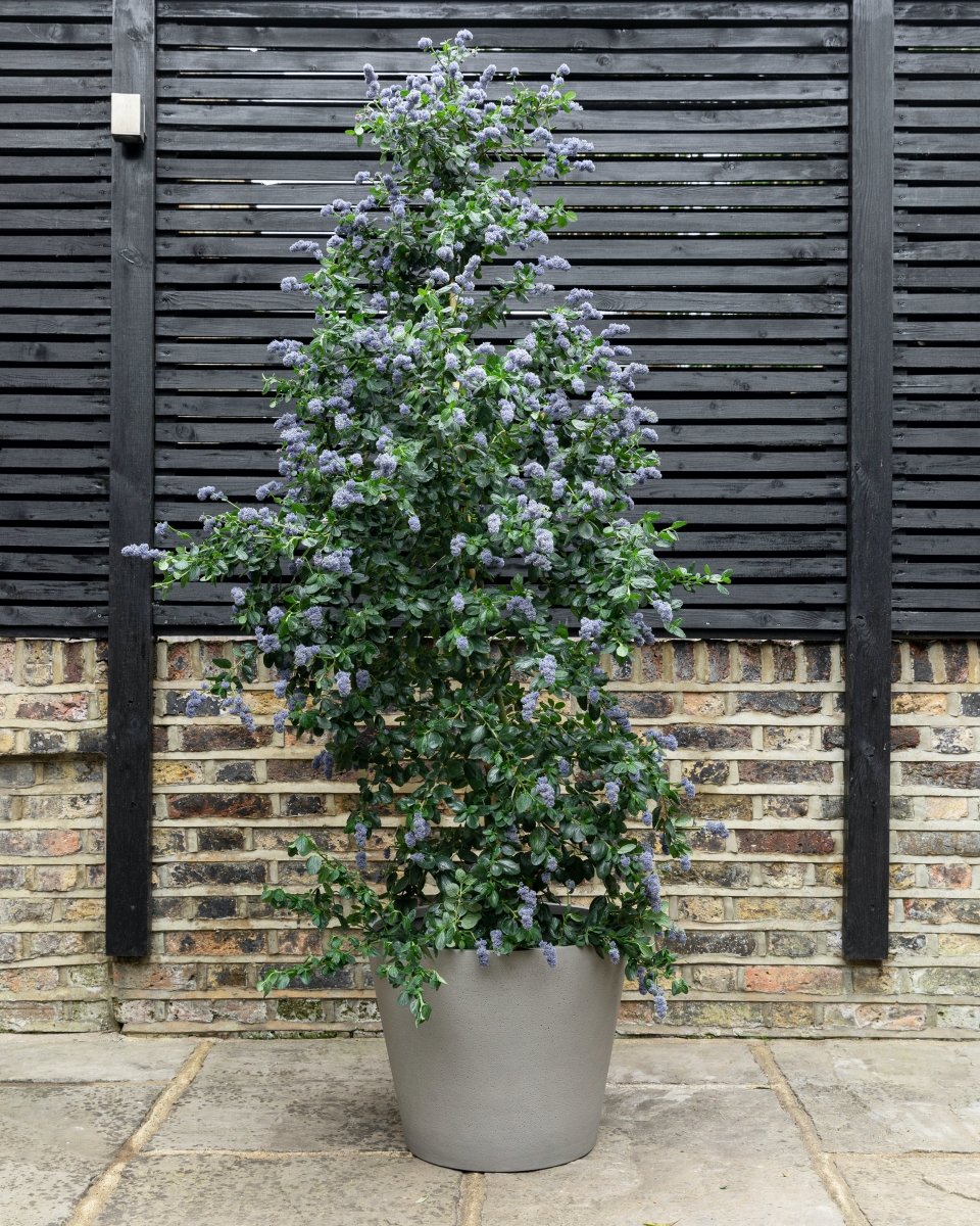 Californian Lilac, Ceanothus 'Yankee Point' - Plant Drop