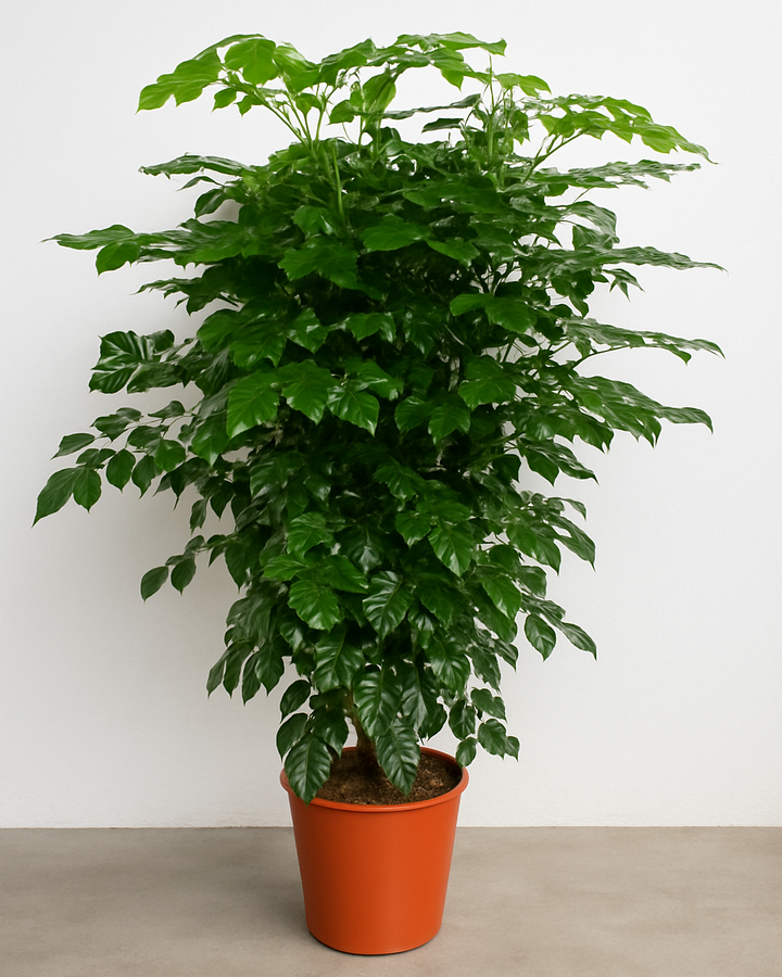 Potted plant with green leaves on a plain background