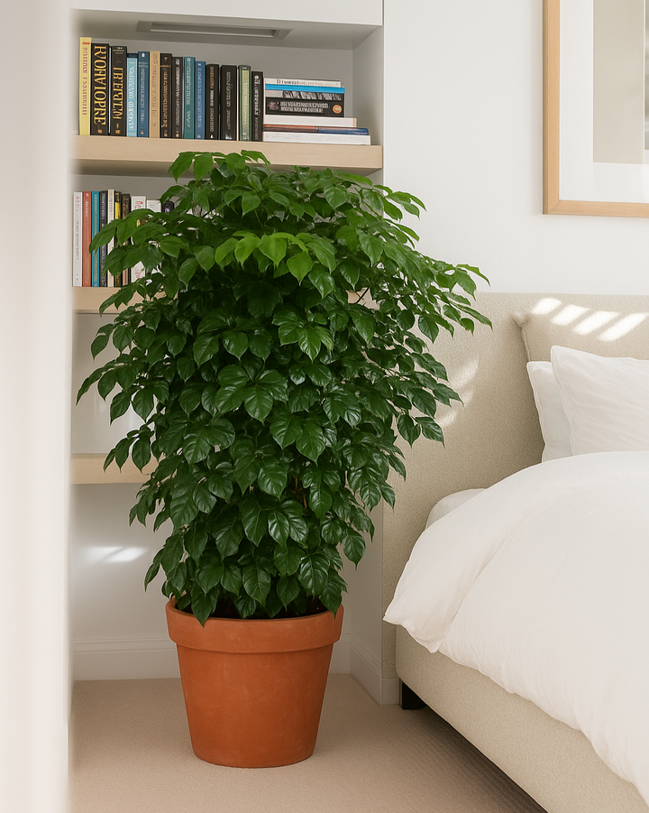 Potted plant in a room with books on a shelf and a bed in the background