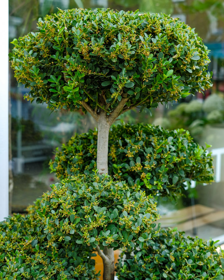 Japanese bonsai, side view