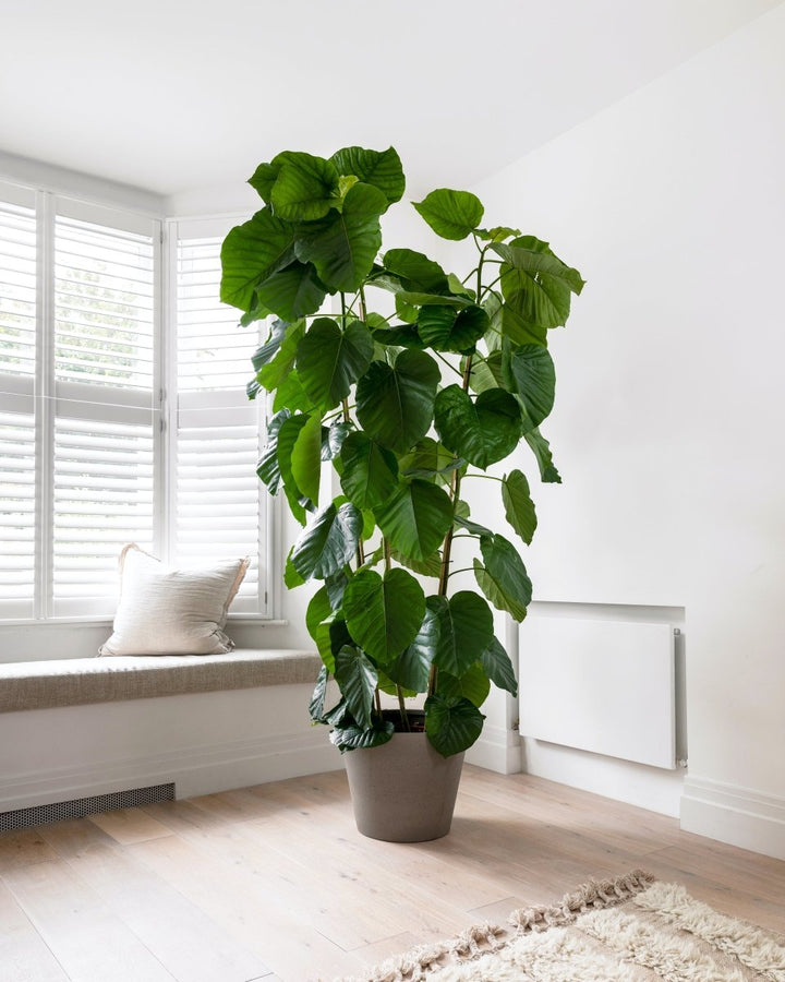 Clouded Grey, Refined Indoor Planters - Plant Drop