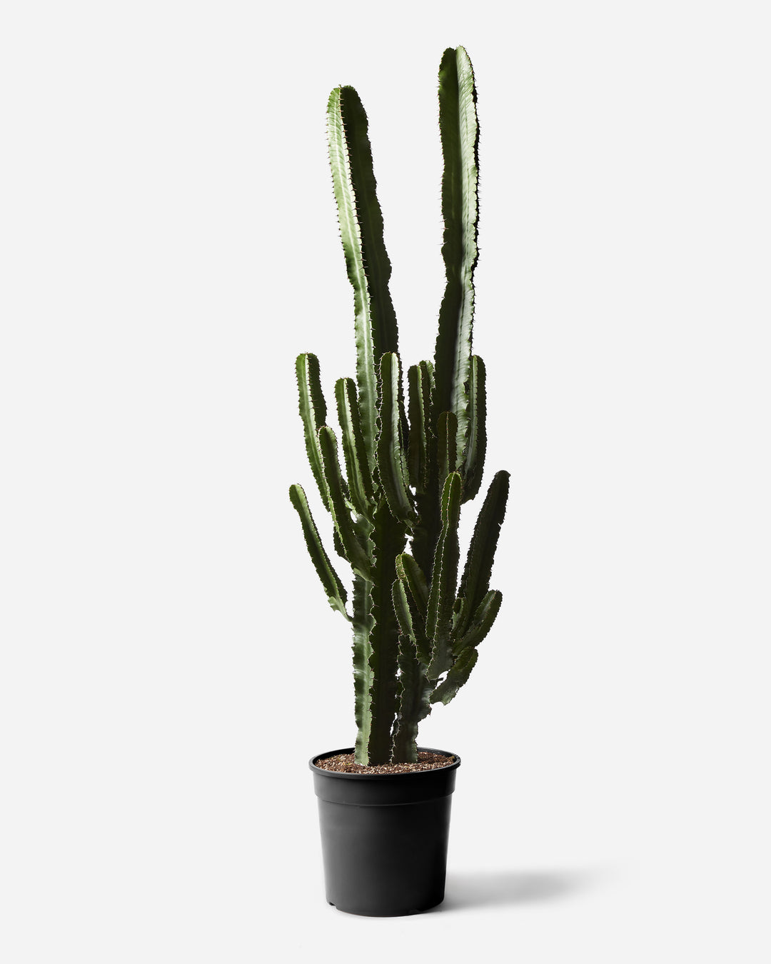 Desert cactus, 150-160cm