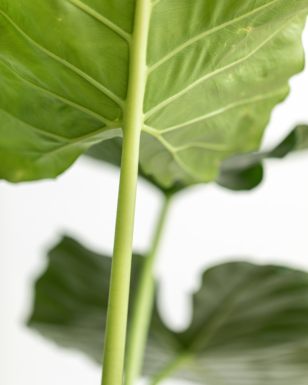 Elephant ear in an interior