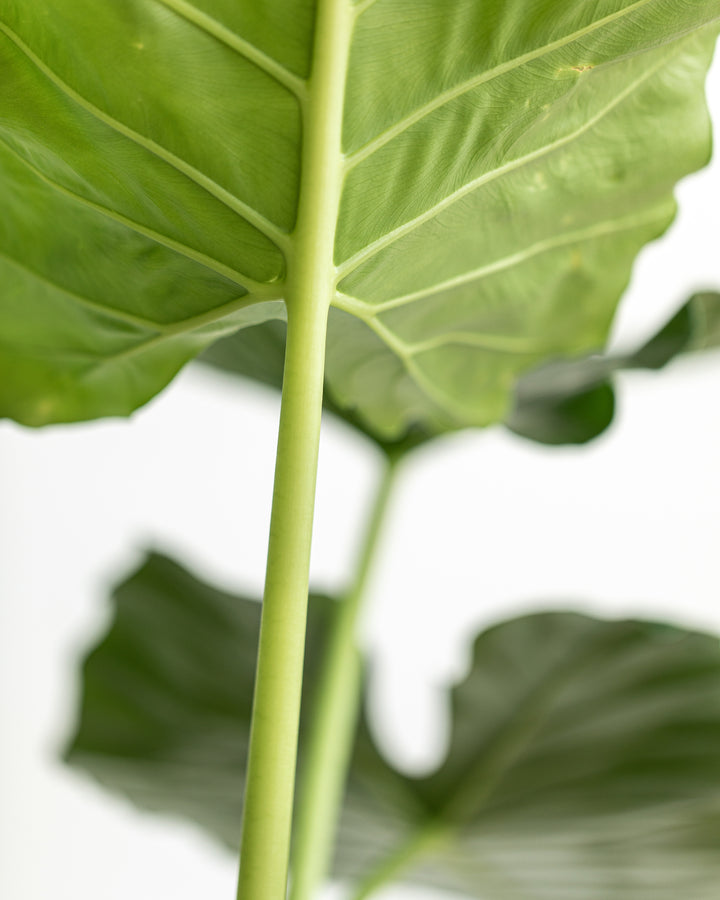 Elephant ear in an interior