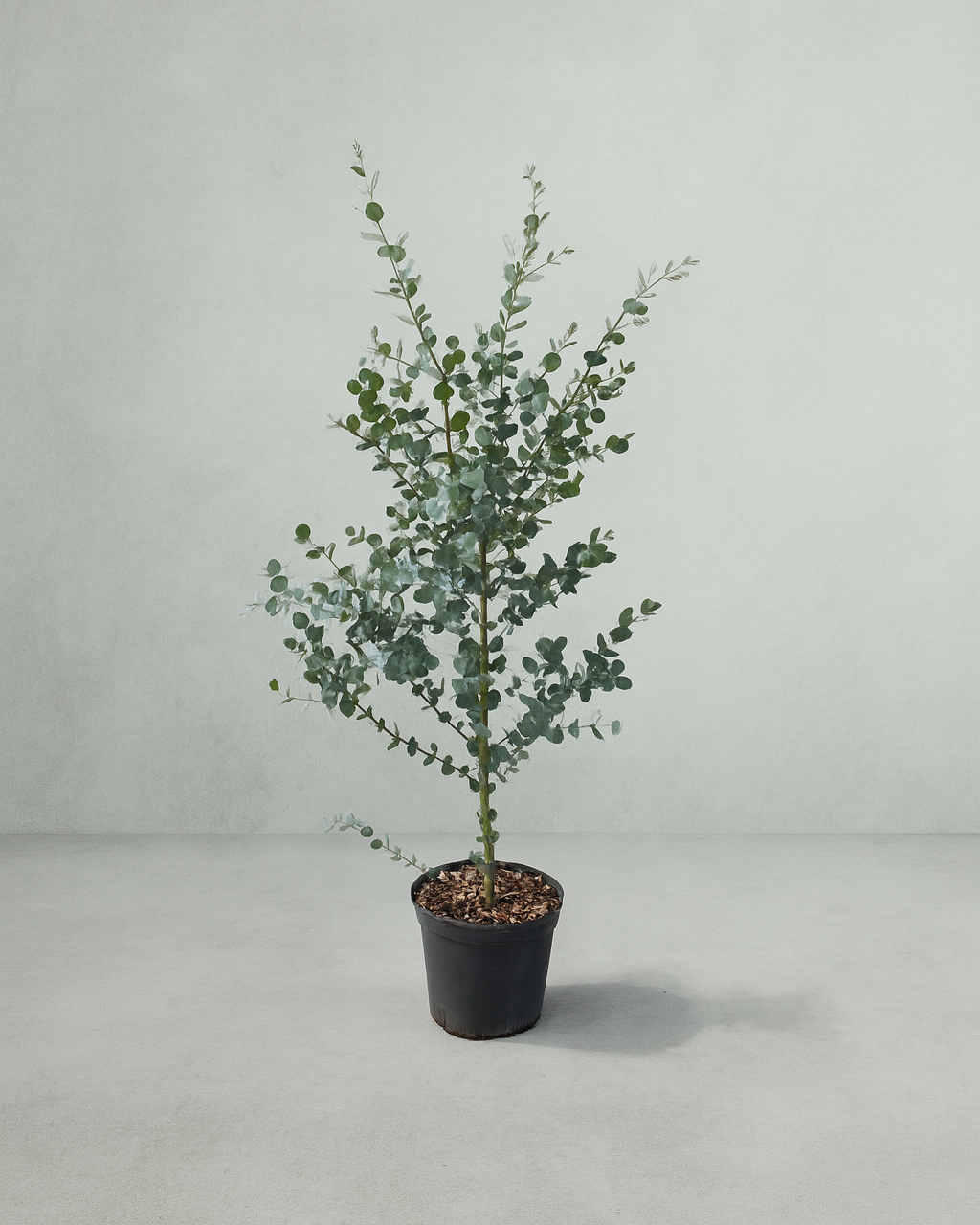 Eucalyptus Tree