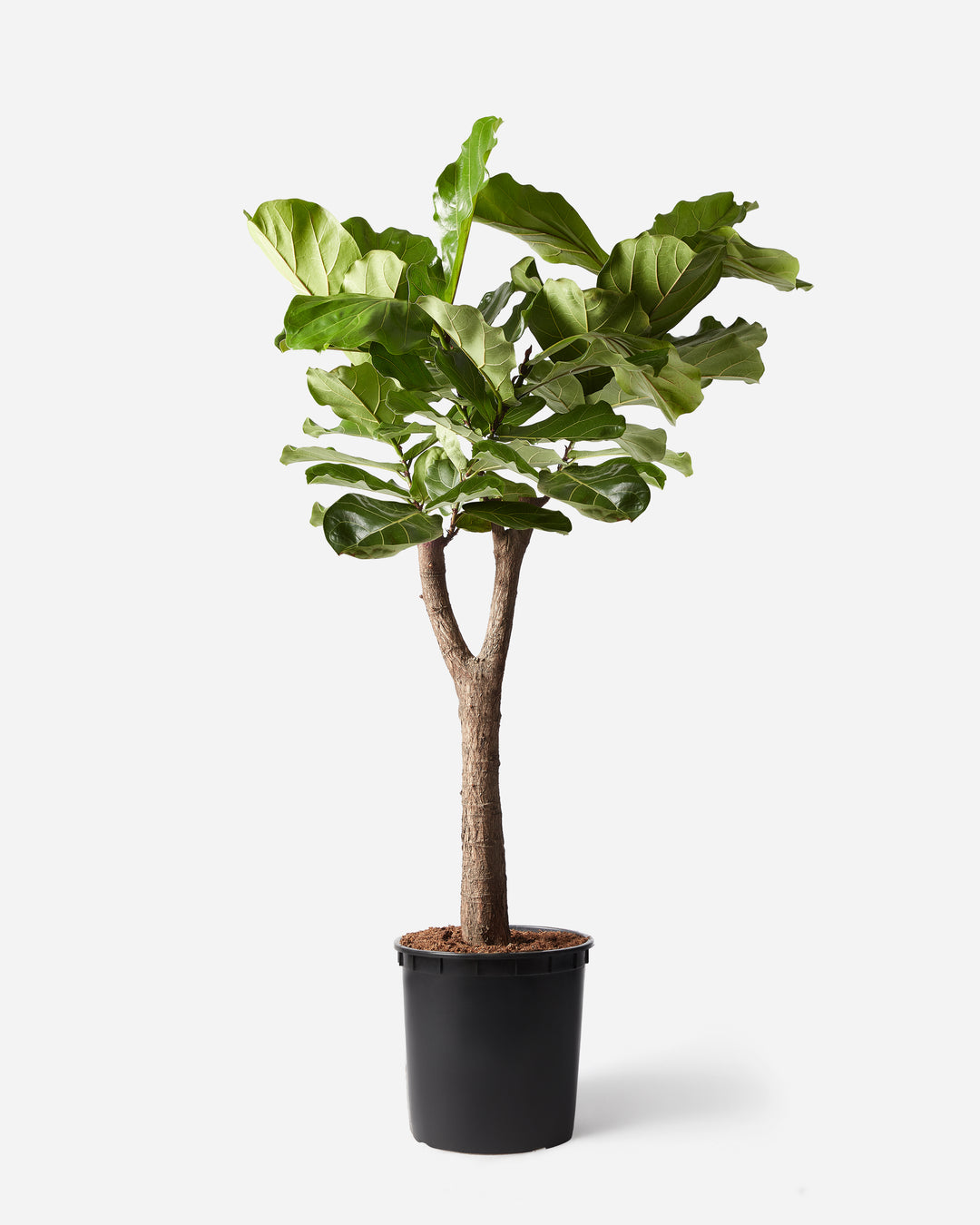 Tall fiddle-leaf fig tree, Ficus lyrata, straight stem