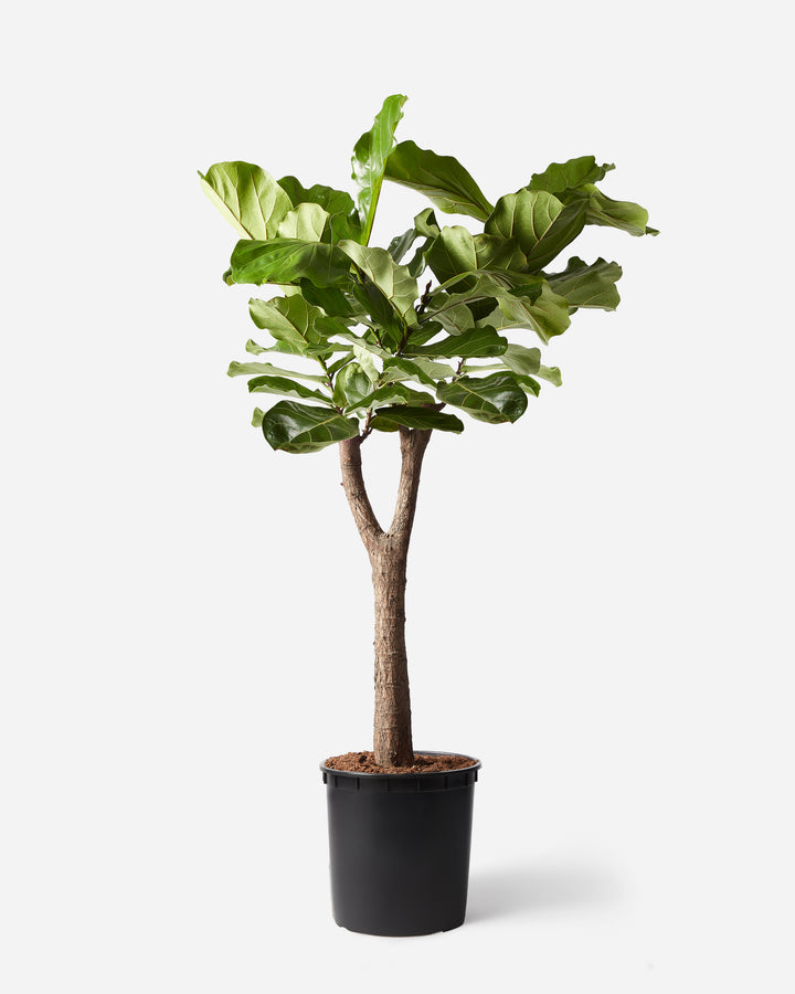 Tall fiddle-leaf fig tree, Ficus lyrata, straight stem
