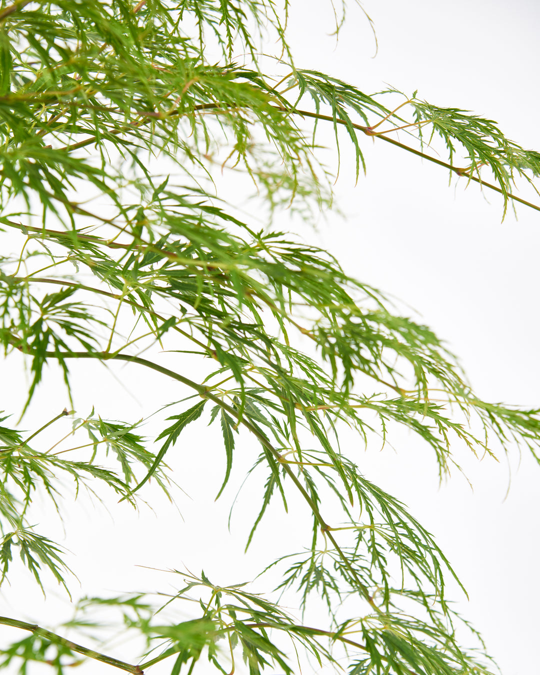 Green Japanese maple at the nursery