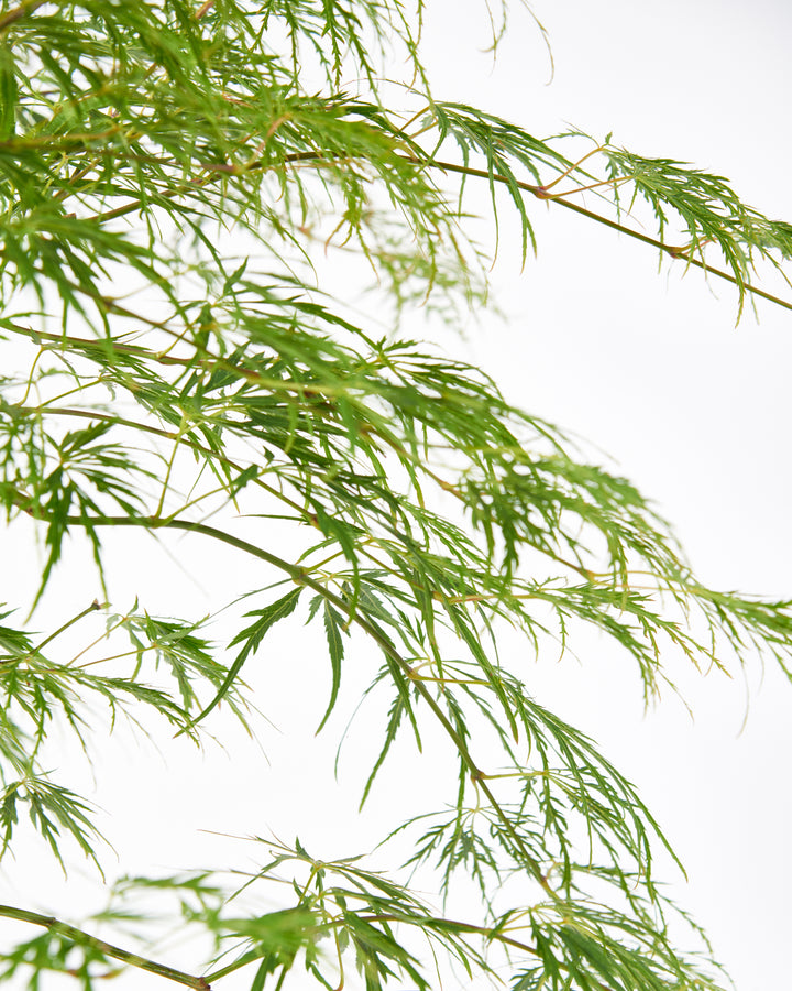 Green Japanese maple at the nursery