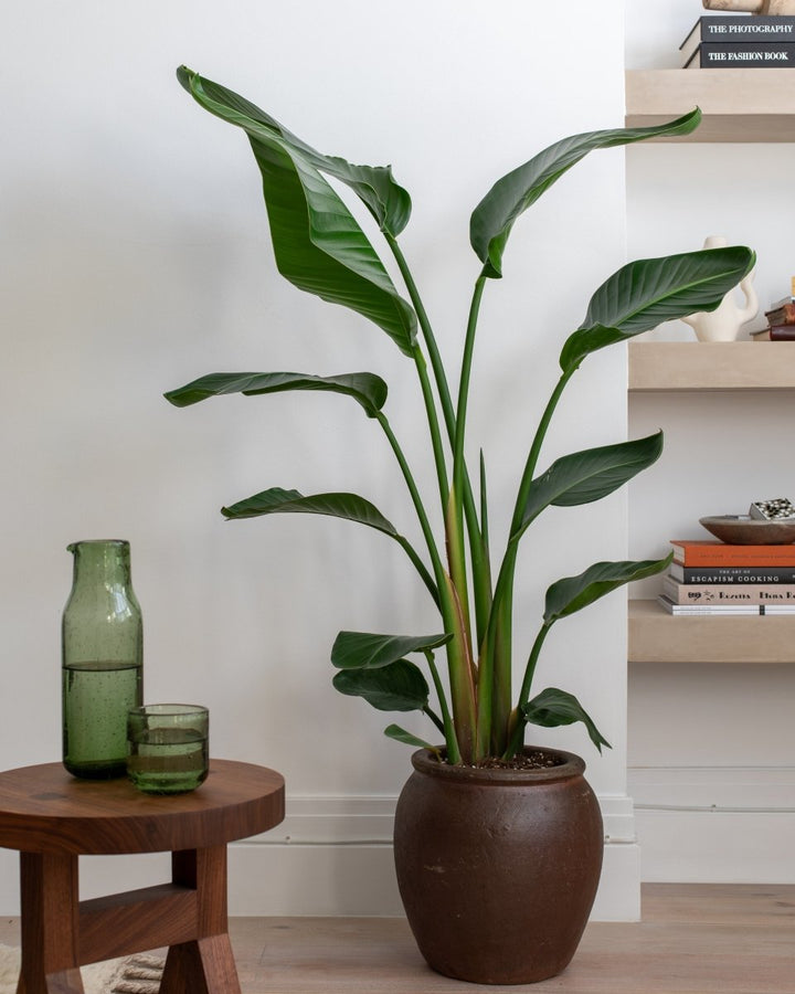 Ironstone Planters, Doppio Bordo, Urn, Vase, Couple - Plant Drop