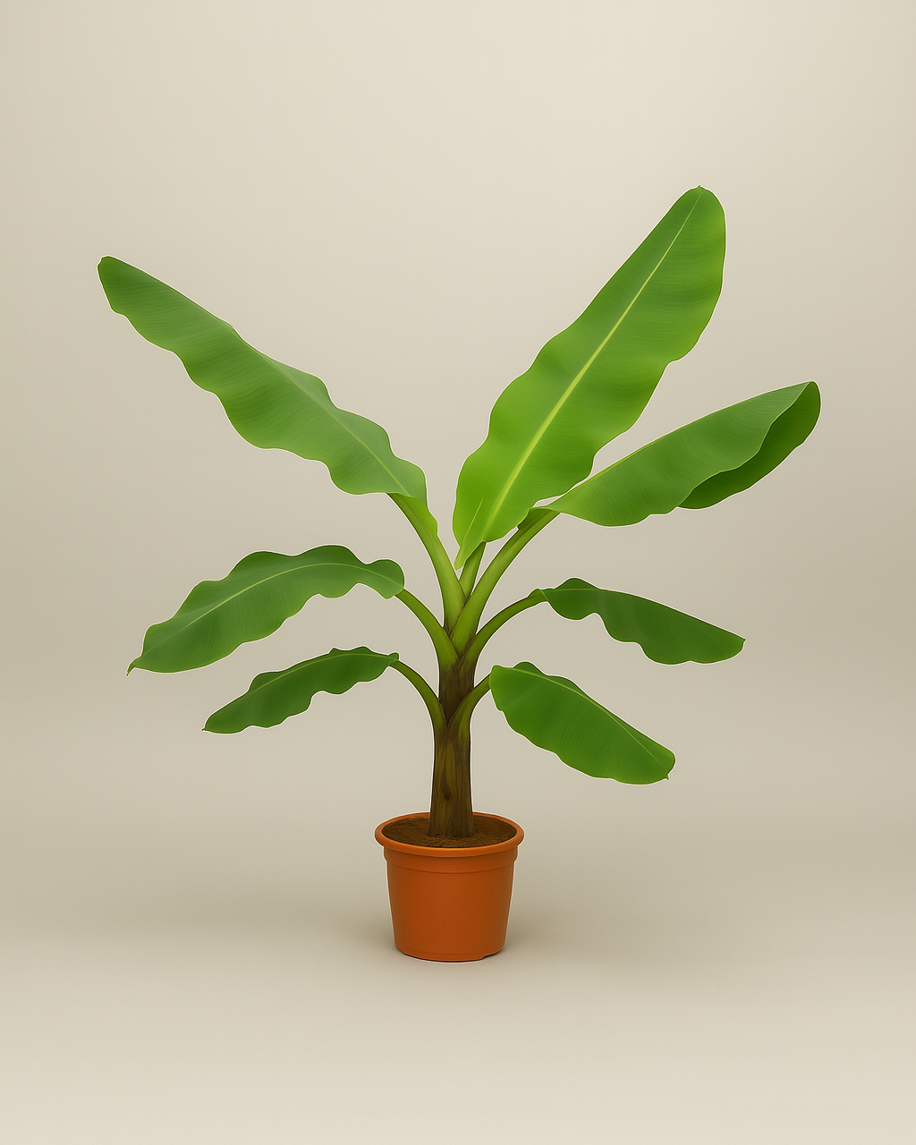 Banana Tree