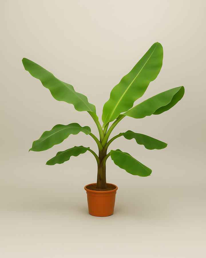 Banana Tree