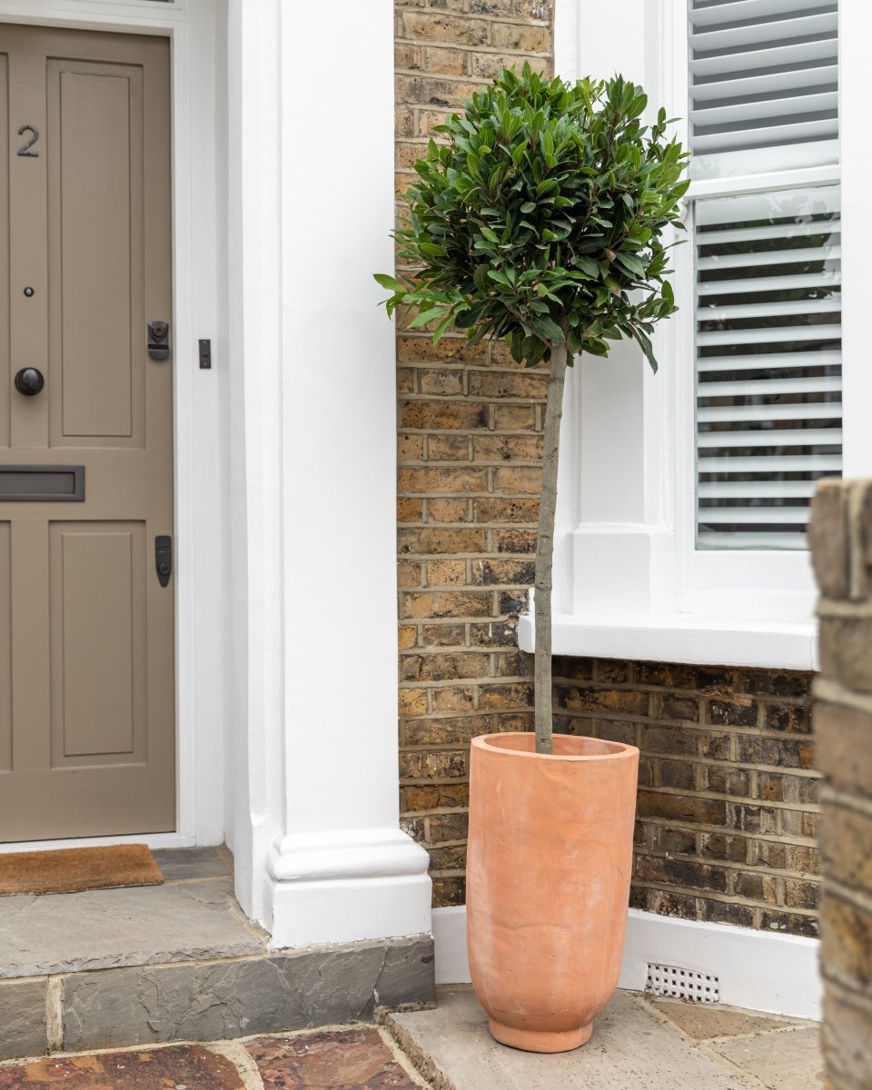 Modernist Terracotta Vase Planters - Plant Drop