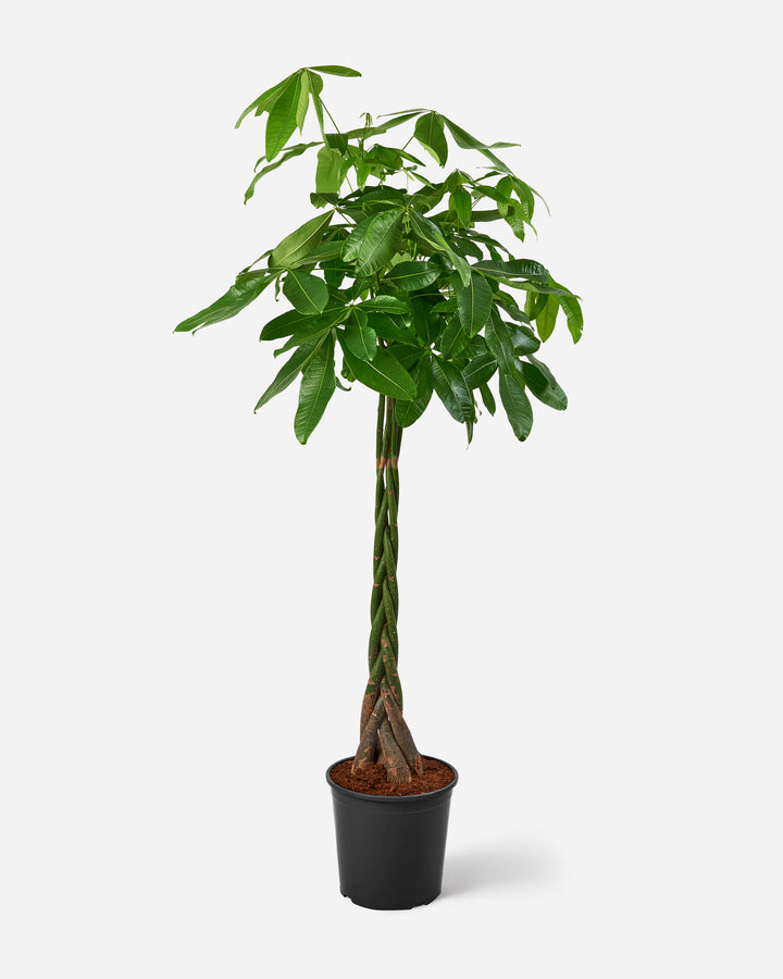 Money tree, Pachira aquatica, with braided stem