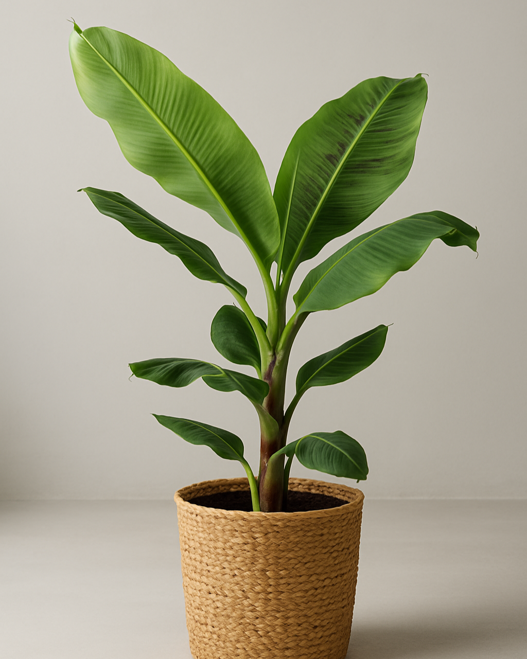 Banana Tree