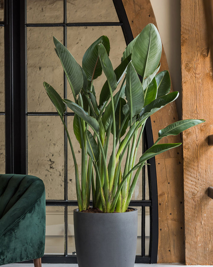 Orange bird of paradise in a decorative pot