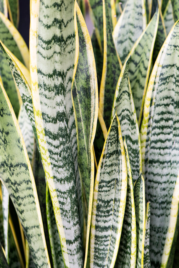 Snake Plant