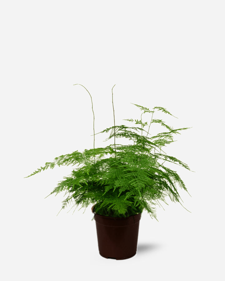 Asparagus Fern