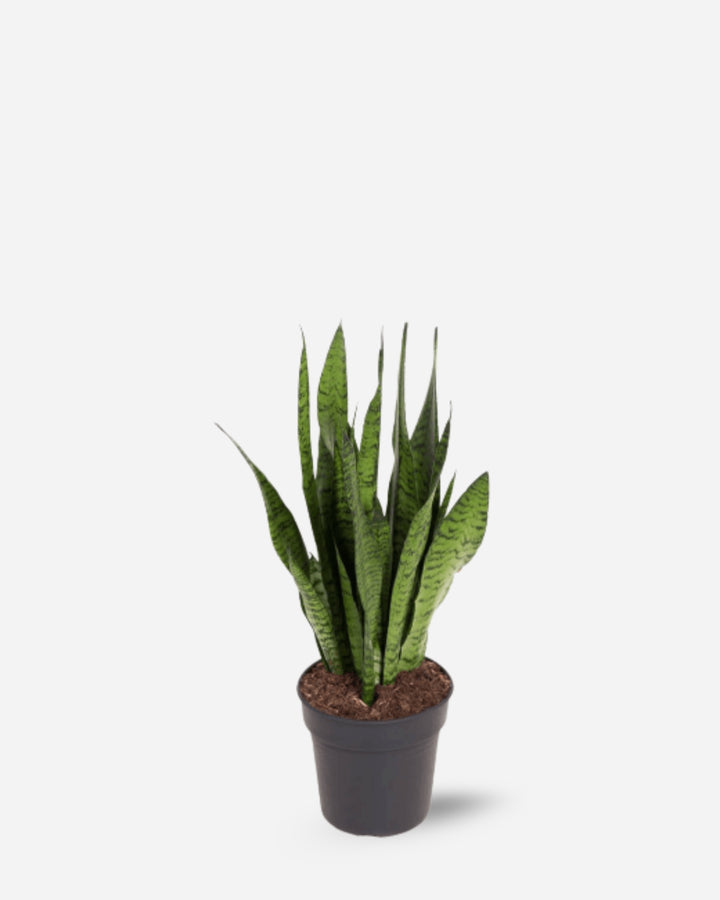 Green Snake Plant