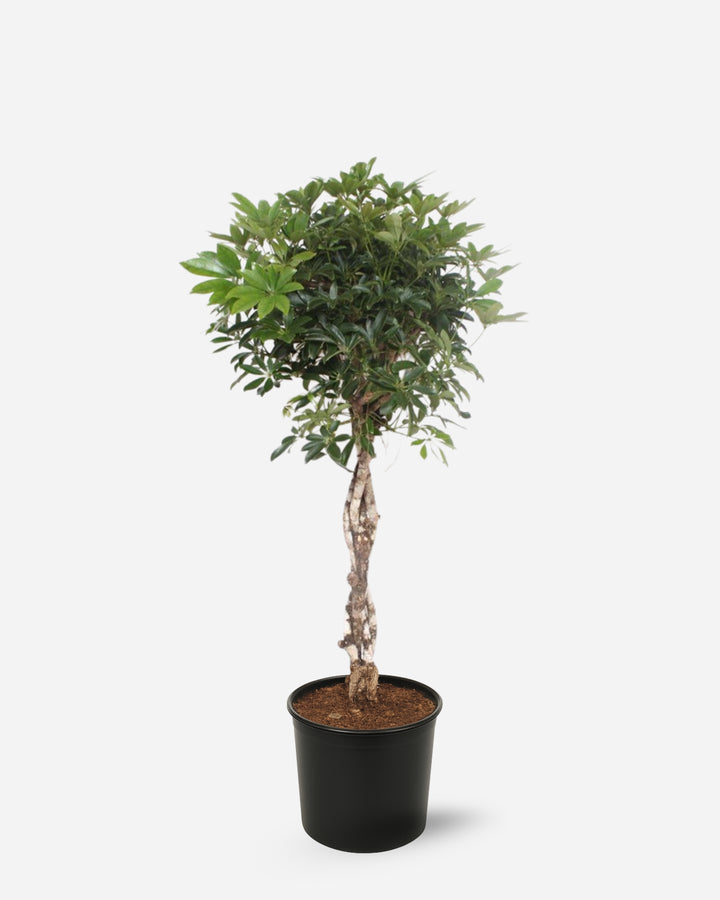 Umbrella Tree