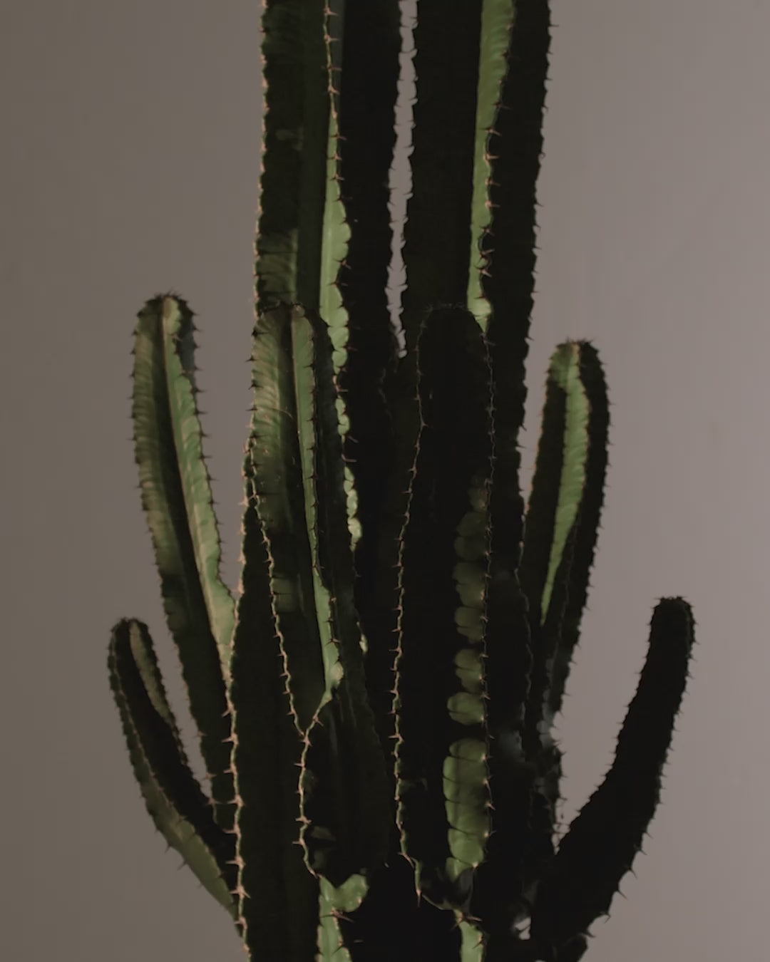 Desert Cactus