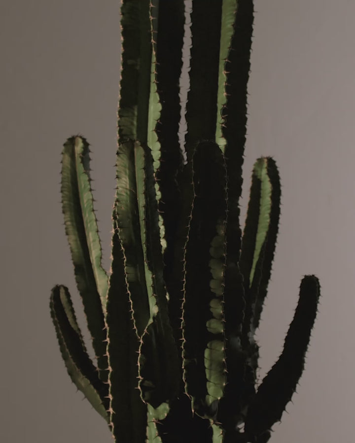 Desert Cactus