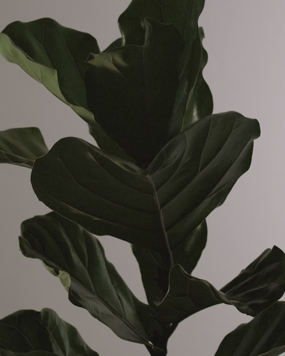 Fiddle-Leaf Fig Bush