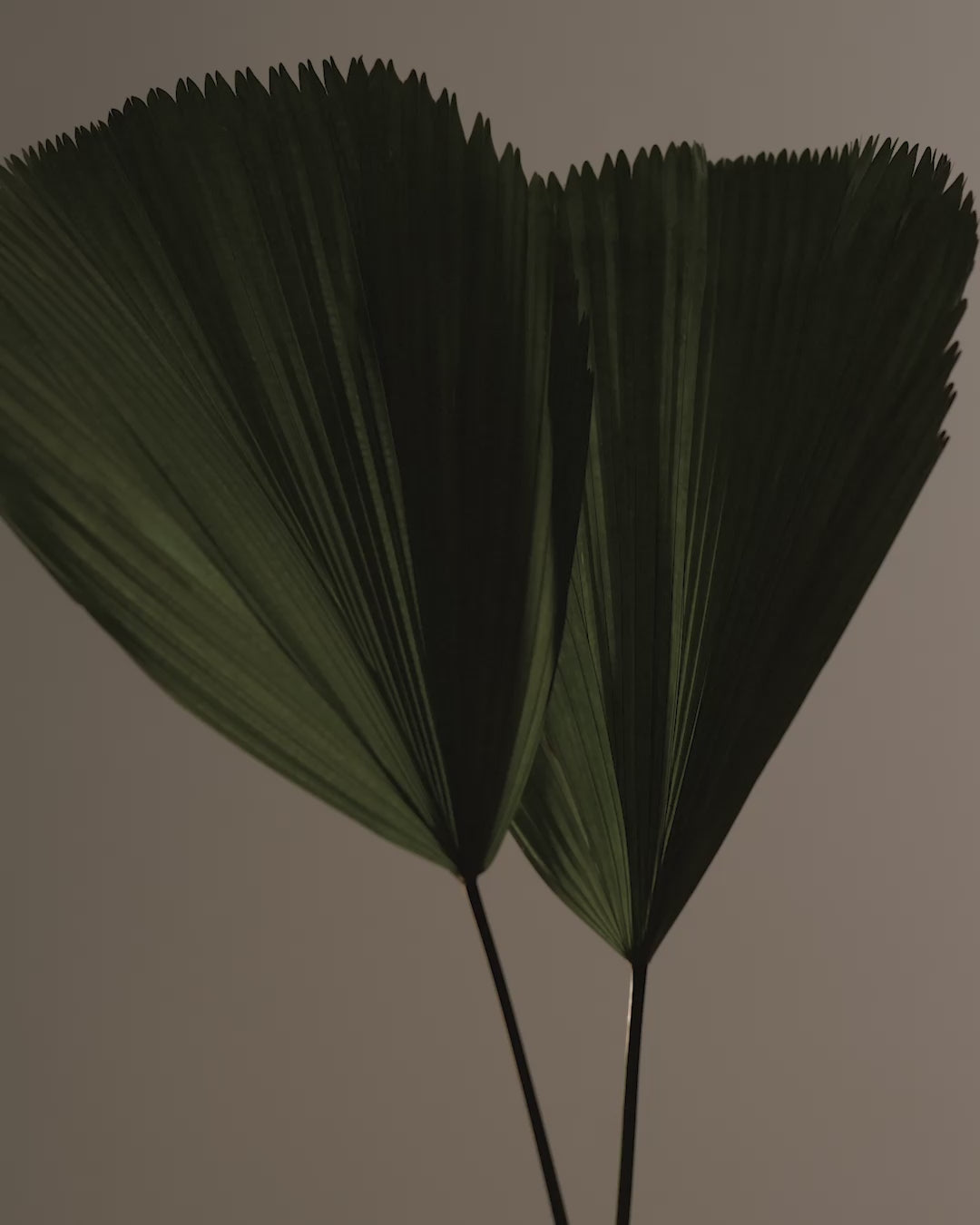 Ruffled Fan Palm