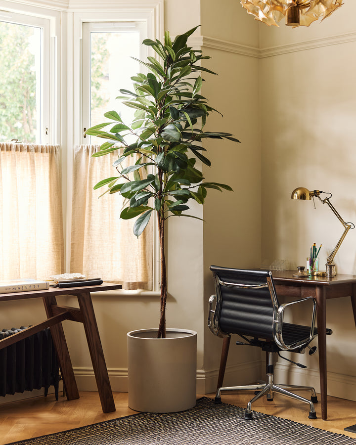 Cylindrical sandstone planter with plant