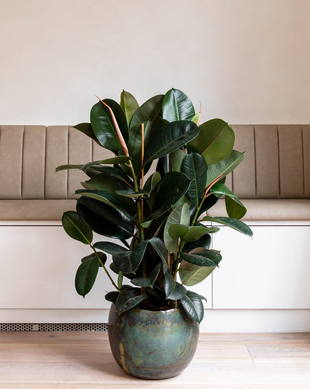 Rubber bush in an interior