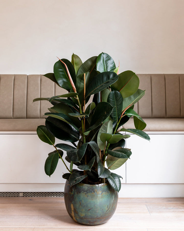 Rubber bush in an interior