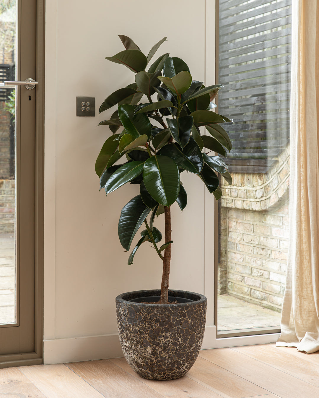 Rubber tree in an interior