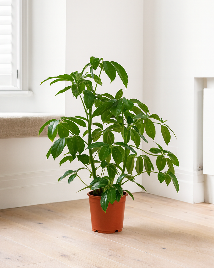 Australian Umbrella Bush