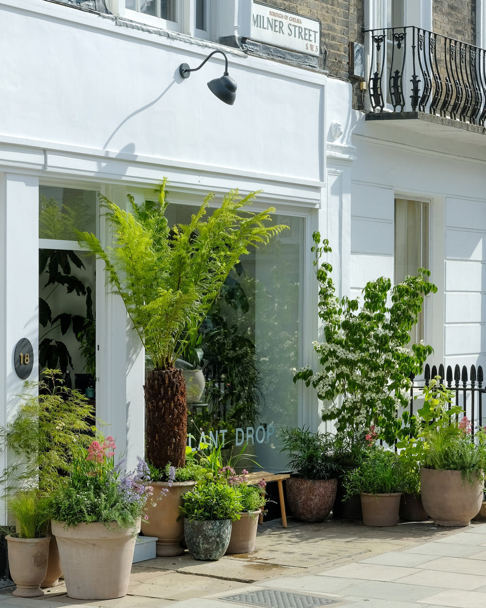 Flowering plants at the Chelsea showroom
