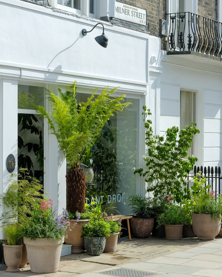 Flowering plants at the Chelsea showroom