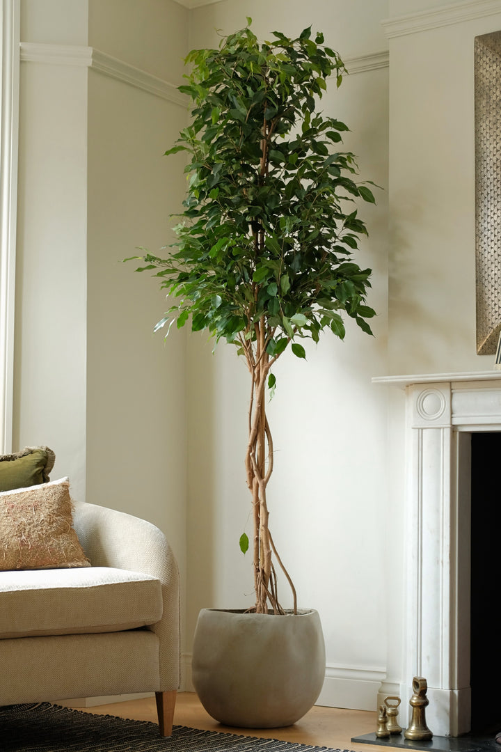 Statement Weeping Fig Tree