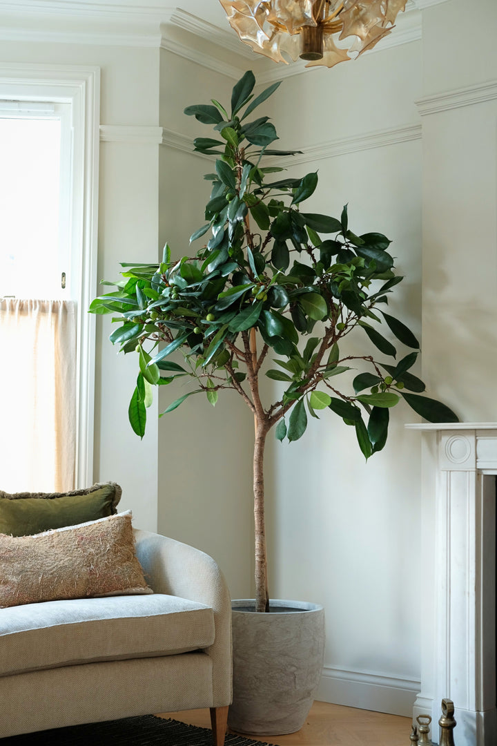 Statement African Fig Tree