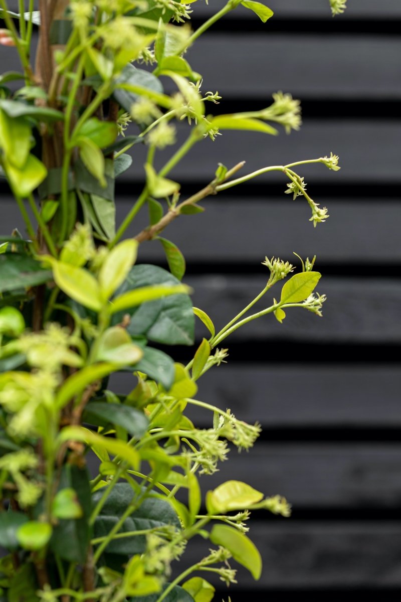 Star Jasmine, Trachelospermum Jasminoides - Plant Drop