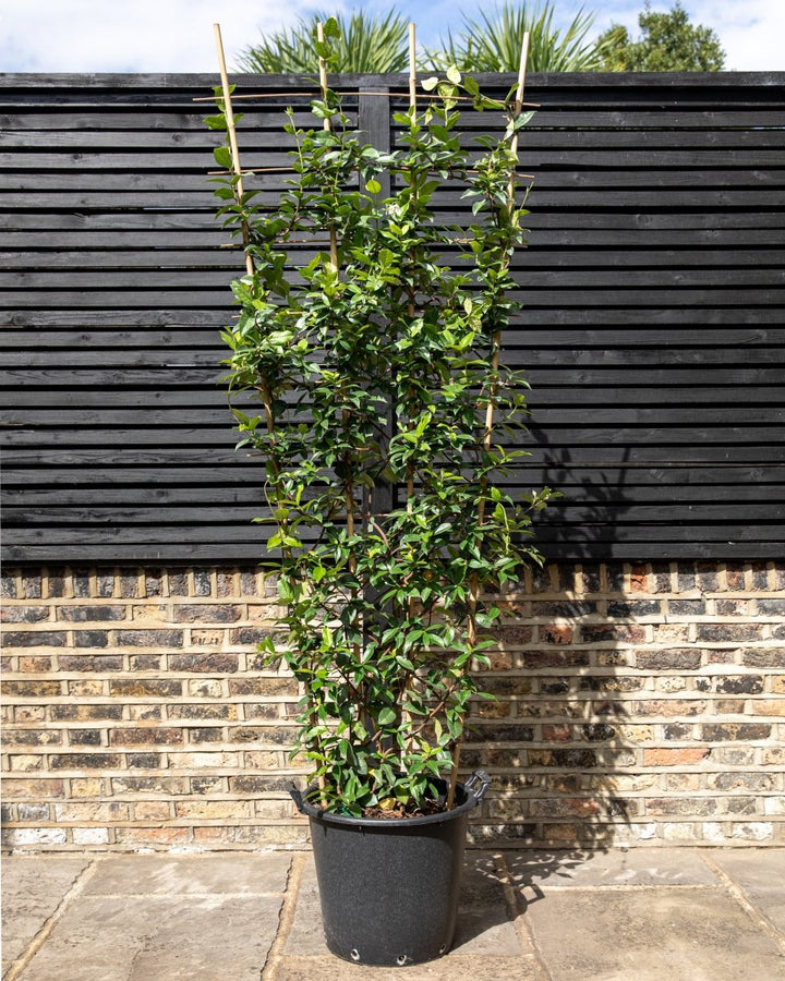 Evergreen Star Jasmine Trellis