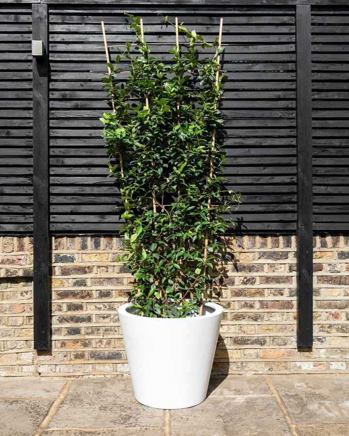 Star jasmine trellis in flower
