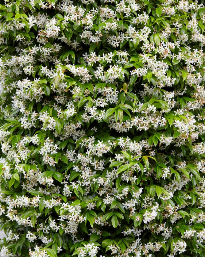 Star jasmine flowers, detail