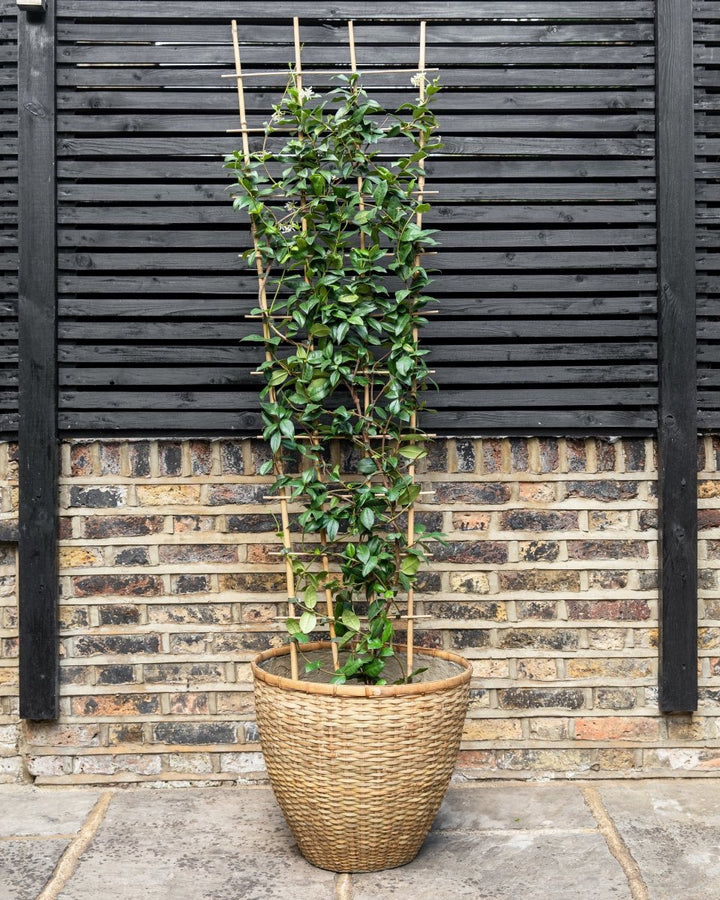Star jasmine trellis panel