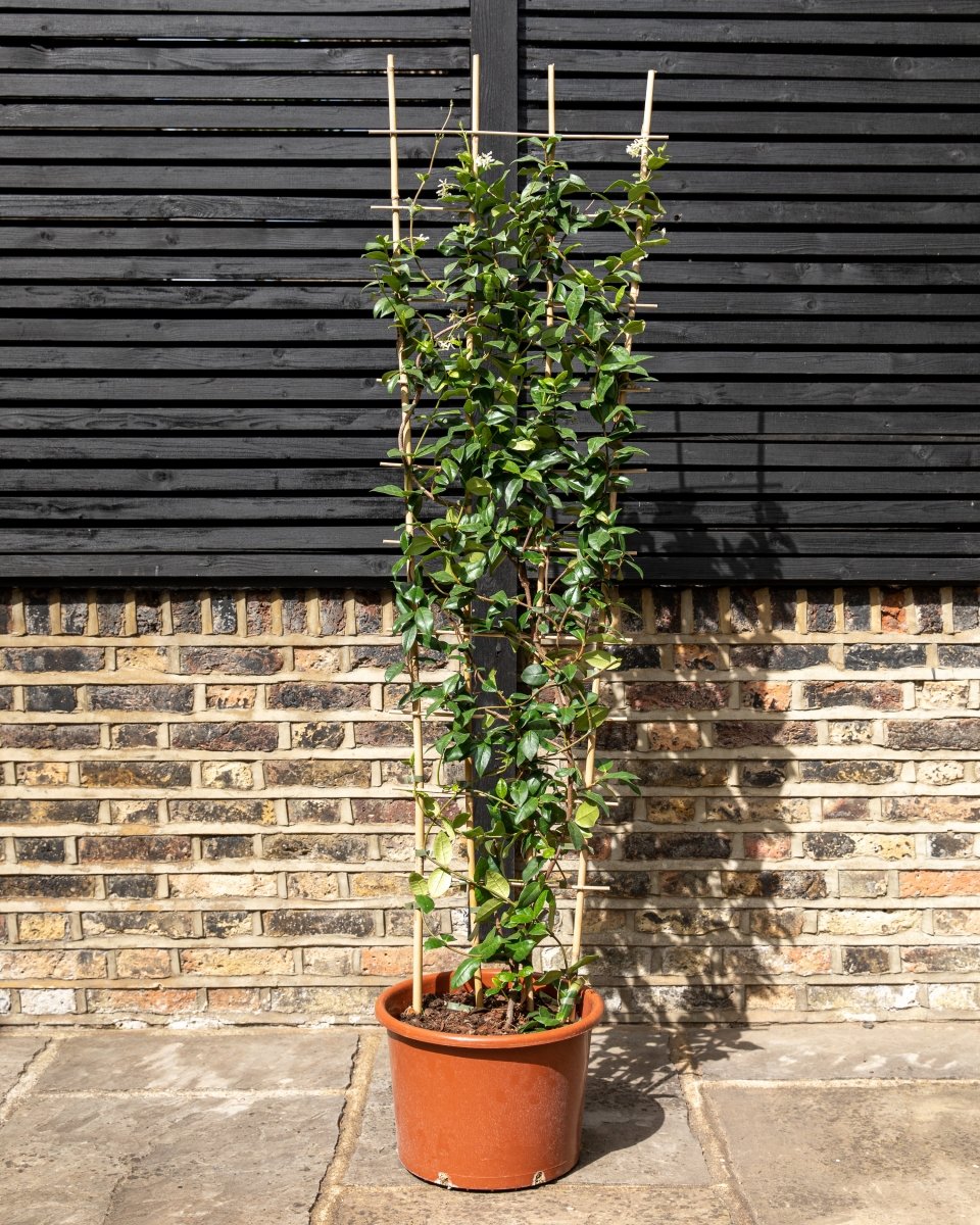 Star jasmine trellis by a wall