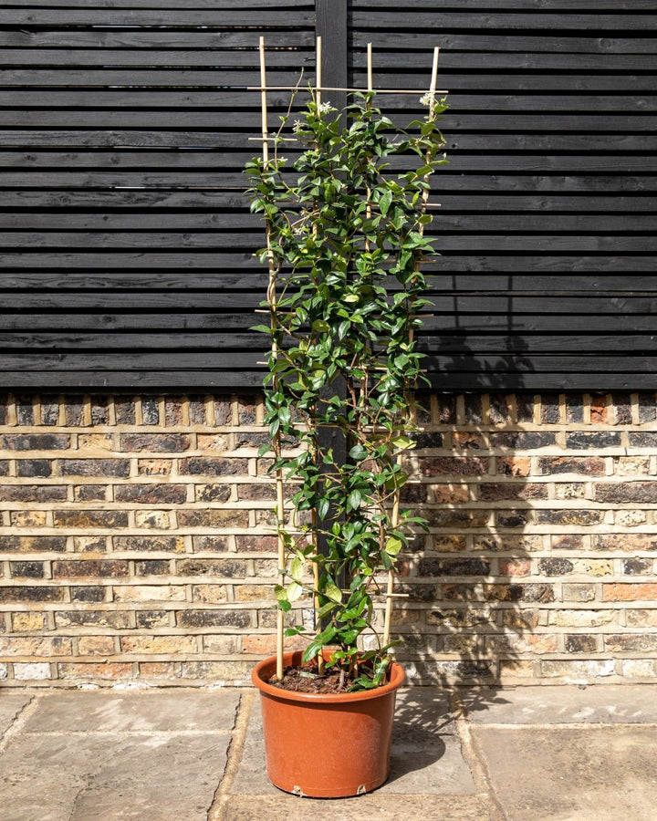 Star jasmine trellis by a wall