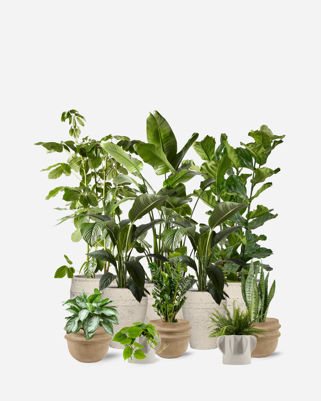 Timeless ready-planted collection of ten plants