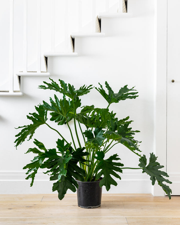 Tree philodendron in an interior