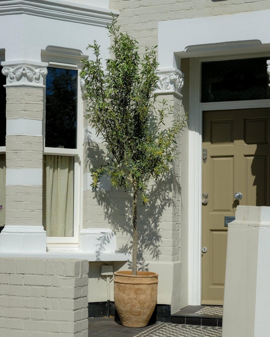 Tall Tuscan Olive Tree