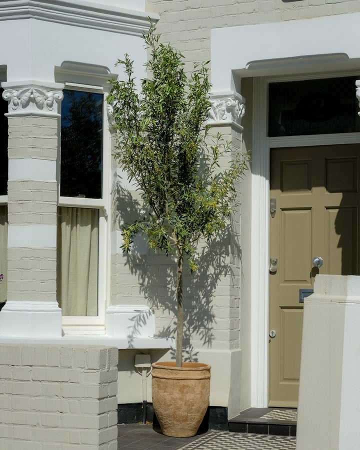 Tall Tuscan Olive Tree