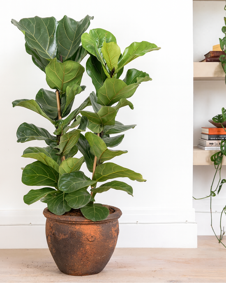 Potted fiddle leaf fig plant on a wooden surface with a white wall background