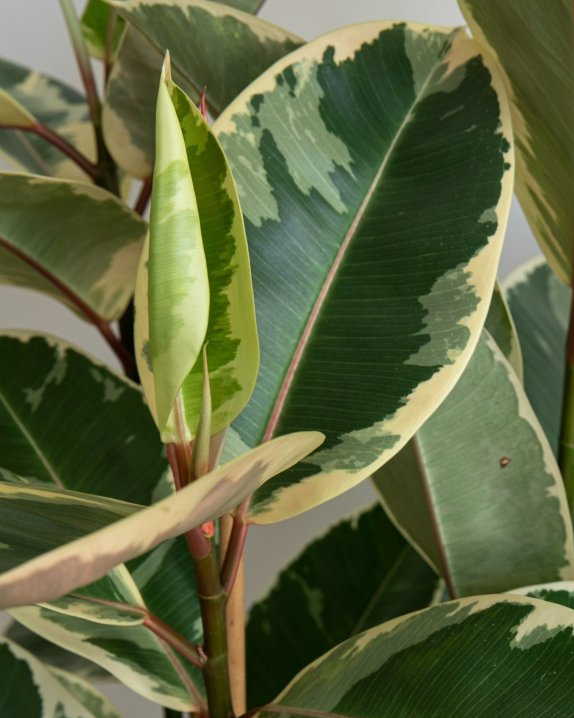Camouflage Rubber Tree